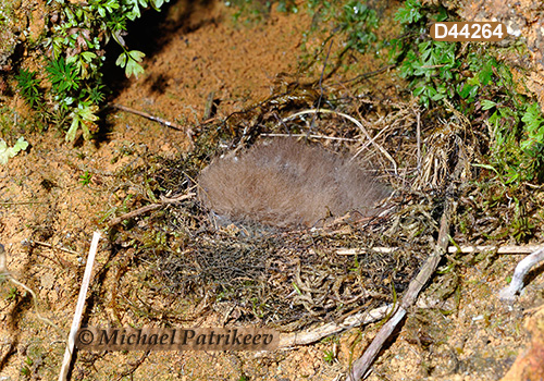 Blue-billed Black Tyrant (Knipolegus cyanirostris)